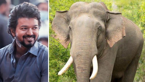 Animal Welfare Board Issues Notice To Vijay's Varisu Team For Using Elephants In The Shoot Without Permission