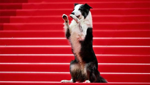 Cannes 2024: Messi The Dog Steals Limelight; Fans Dub Anatomy Of A Fall Fame 'Main Star' Of Opening Day