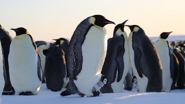 Unveiling Secrets Of The Penguins: National Geographic Shares 5 Jaw-Dropping Facts About the World of Penguins