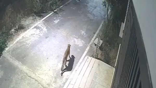 Leopard Spotted in Bengaluru: CCTV Footage Shows Big Cat Near Apartments in JP Nagar