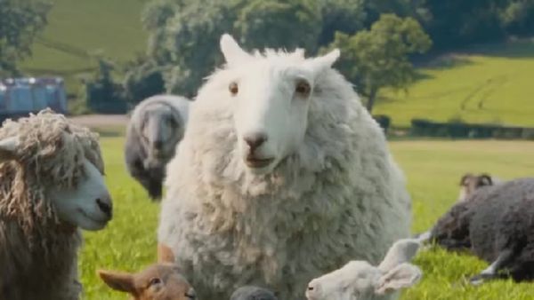 ‘Sheep Detectives’ Trailer Out: Hugh Jackman Leads The Flock; Teases A Quirky Mystery Ride