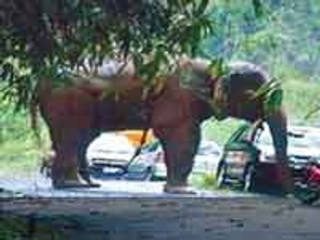 ರಾವಣ ಸೆಟ್ಸ್ ನಲ್ಲಿ ಆನೆ ದಾಳಿಗೆ ಮಾವುತ ಬಲಿ