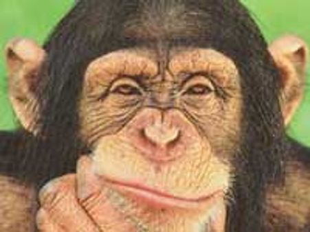 ಕನ್ನಡಕ್ಕೆ ಮಲೇಷ್ಯಾದ ಖ್ಯಾತ ಚಿಂಪಾಂಜಿ!