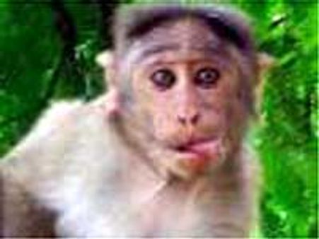 ಮಂಗಗಳಿಗೂ ಮೂರ್ಖರ ಪೆಟ್ಟಿಗೆ ಅಂದ್ರೆ ಬಲು ಇಷ್ಟ