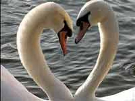 ಶ್ರೀನಗರದಲ್ಲಿ ಲಿಂಗ ಕಳೆದುಕೊಂಡ ಭಗ್ನ ಪ್ರೇಮಿಯ ಕತೆ