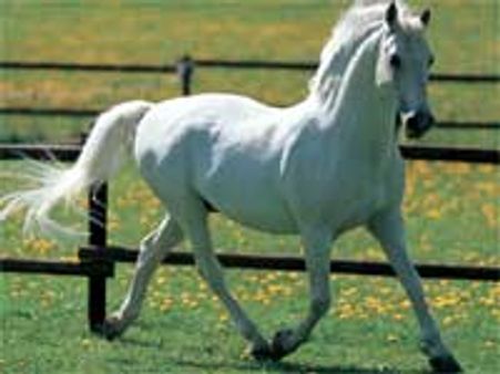 ಸಂಗೊಳ್ಳಿ ರಾಯಣ್ಣನಿಗೆ ರು.17 ಲಕ್ಷದ ಬಿಳಿ ಕುದುರೆ