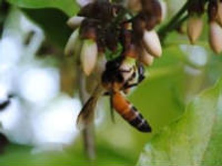 ಮಾಮರವೆಲ್ಲೋ ಕೋಗಿಲೆ ಎಲ್ಲೋ