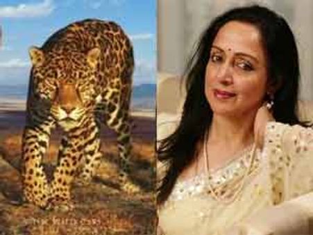 ಕನಸಿನ ಕನ್ಯೆ ಹೇಮಾ ಮಾಲಿನಿ ಬಂಗಲೆಗೆ ನುಗ್ಗಿದ ಚಿರತೆ