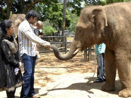 ಪ್ರಾಣಿಗಳ ಮೇಲಿಟ್ಟ ಪ್ರೀತಿ ಪತ್ನಿ ಮೇಲಿಡಲಿಲ್ಲ ದರ್ಶನ