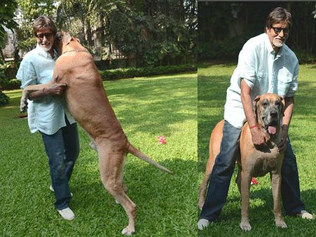 ಅವರ ಮುದ್ದಿನ ನಾಯಿ ಸತ್ತು ಹೋಯಿತಂತೆ