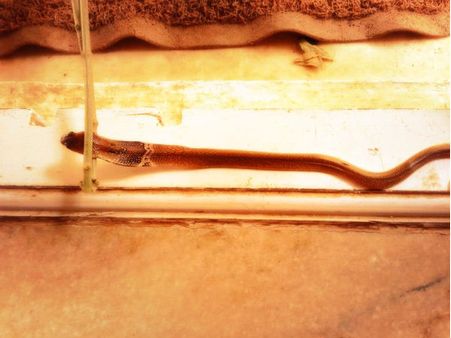 ನಟಿ ರಾಗಿಣಿ ಮನೆಯಲ್ಲಿ ಹರಿದಾಡಿದ ಮಿಡಿ ನಾಗಿಣಿ