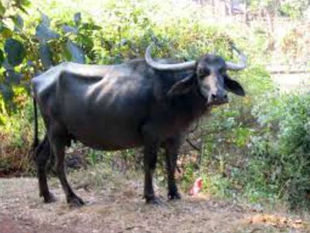 ಆರಂಭ ಚಿತ್ರಕ್ಕೆ ಎಮ್ಮೆ ಬಲಿ? ಇದು ಕಥೆಯಲ್ಲ ನಿಜ