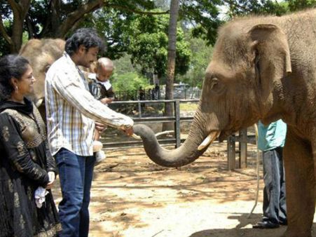 ಆನೆ-ಹುಲಿ ದತ್ತು ನವೀಕರಿಸಿದ ಮೃಗಾಲಯದ ಮಹಾ'ಪೋಷಕ' ದರ್ಶನ್