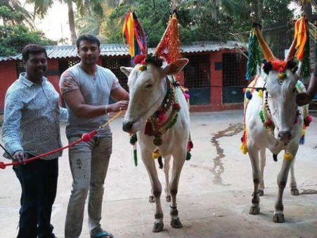 ಎತ್ತುಗಳ ಜೊತೆ ಕಿಚ್ಚು ಹಾಯಿಸಿದ ಚಾಲೆಂಜಿಂಗ್ ಸ್ಟಾರ್