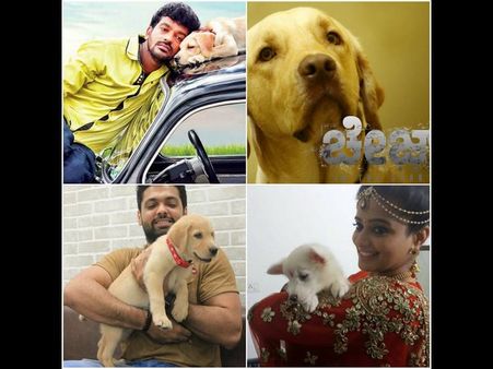 ಸ್ಯಾಂಡಲ್ ವುಡ್ ನಲ್ಲಿ ಶ್ವಾನಗಳ ದರ್ಬಾರ್ ಶುರು