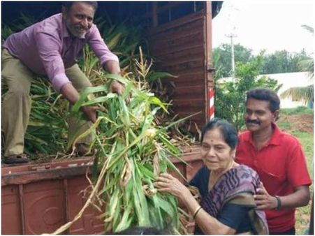 ಉತ್ತರ ಕರ್ನಾಟಕದ ಜಾನುವಾರುಗಳಿಗೆ ಮೇವು ನೀಡಿದ ನಟಿ ಲೀಲಾವತಿ