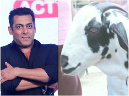 ಬಕ್ರೀದ್ ಸಂಭ್ರಮದಲ್ಲಿ ಸಲ್ಮಾನ್ ಖಾನ್ ಹೆಸರಿನ ಮೇಕೆಗೆ ಬಾರಿ ಬೆಲೆ