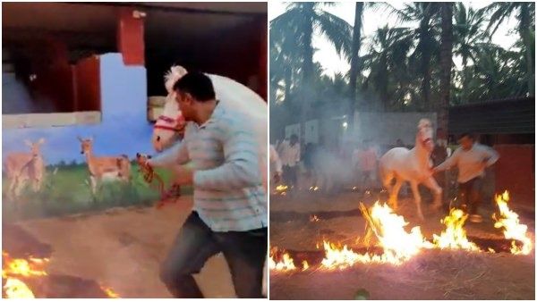 ಡಿ ಬಾಸ್ ತೋಟದ ಮನೆಯಲ್ಲಿ ಸಂಕ್ರಾಂತಿ ಸಂಭ್ರಮ: 'ಕಿಚ್ಚು' ಹಾಯಿಸಿದ ದಚ್ಚು