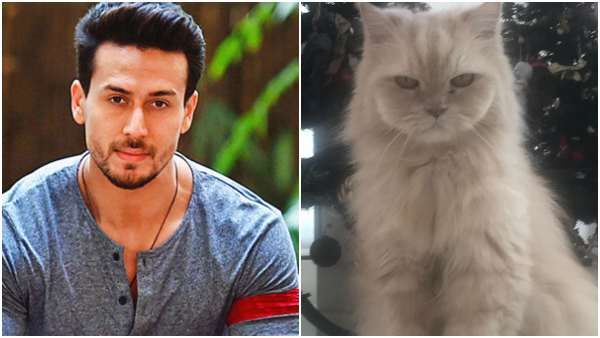 ಪ್ರೀತಿಯ ಬೆಕ್ಕನ್ನು ಕಳೆದುಕೊಂಡ ನಟ ಟೈಗರ್ ಶ್ರಾಫ್: ಭಾವುಕ ನುಡಿ