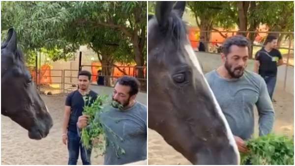 ಪ್ರೀತಿಯ ಕುದುರೆ ಜೊತೆ ಸೊಪ್ಪು ತಿಂದ ಸಲ್ಮಾನ್: ವಿಡಿಯೋ ವೈರಲ್