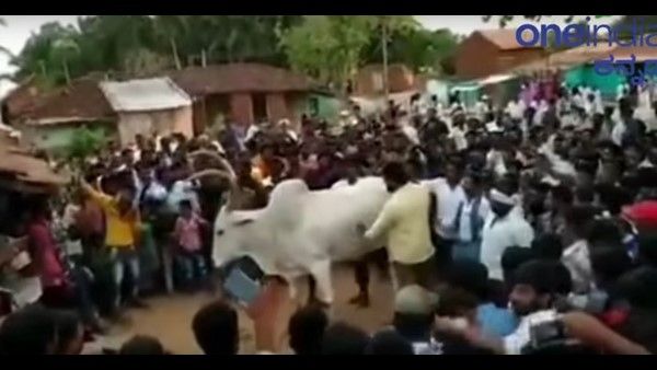 ಬಸವನಿಗೆ ಅನಾರೋಗ್ಯ: ಮತ್ತೆ ದರ್ಶನ್ ಸ್ಪರ್ಶಕ್ಕೆ ಕಾದಿದೆಯಾ ಗೂಳಿ?