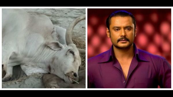 ಅನಾರೋಗ್ಯಕ್ಕೆ ತುತ್ತಾಗಿದ್ದ ದಾಸ ದರ್ಶನ್ ನೆಚ್ಚಿನ ಬಸವ ಇನ್ನಿಲ್ಲ