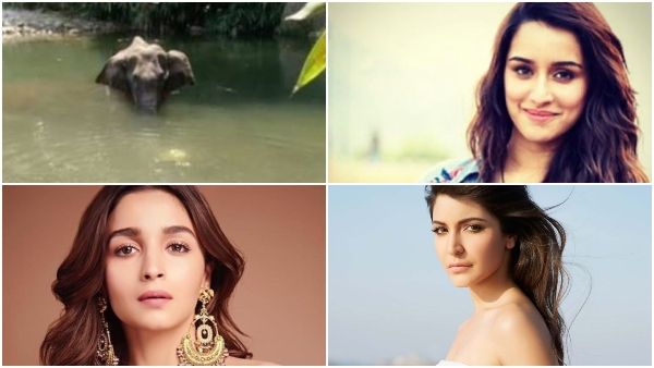 ಪಟಾಕಿ ತುಂಬಿದ ಅನಾನಸ್ ಹಣ್ಣು ನೀಡಿ ಗರ್ಭಿಣಿ ಆನೆಯ ಹತ್ಯೆ: ಅಮಾನುಷ ಕೃತ್ಯಕ್ಕೆ ಸಿನಿತಾರೆಯರ ಆಕ್ರೋಶ