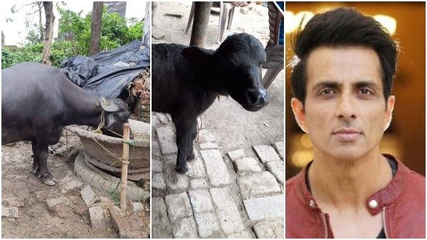 ಪ್ರವಾಹದಿಂದ ಹಾನಿಗೊಳಗಾದ ಕುಟುಂಬಕ್ಕೆ ಎಮ್ಮೆ ಖರೀದಿಸಿ ಸೋನು ಸೂದ್ ಹೇಳಿದ್ದೇನು?