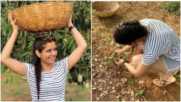 ಫೋಟೋ ವೈರಲ್: ಮಾವಿನ ತೋಟದಲ್ಲಿ ಕೆಲಸ ಮಾಡುತ್ತಿರುವ ಆಶಿಕಾ ರಂಗನಾಥ್