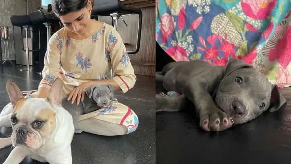 ವಿಚ್ಛೇದನ ವದಂತಿ ನಡುವೆಯೂ ಮನೆಗೆ ‘ಸಾಷಾ’ರನ್ನು ಬರಮಾಡಿಕೊಂಡ ಸಂತಸದಲ್ಲಿ ನಟಿ ಸಮಂತಾ