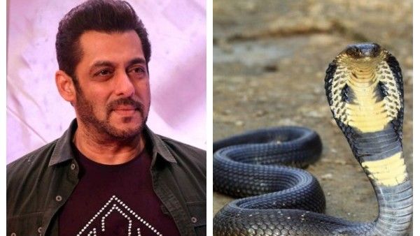 ಸಲ್ಮಾನ್‌ ಖಾನ್‌ಗೆ 3 ಬಾರಿ ಕಚ್ಚಿದ ಹಾವು: ಸಂತಸ ವ್ಯಕ್ತಪಡಿಸಿದ ಸಲ್ಲು!