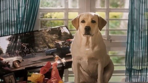 6ನೇ ದಿನದ '777 ಚಾರ್ಲಿ' ಗಳಿಕೆ ಎಷ್ಟು?: 50 ಕೋಟಿ ದಾಟೋದ್ಯಾವಾಗ?