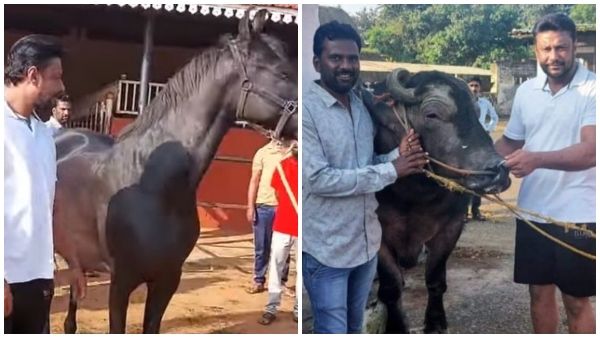 ಧಾರವಾಡದ ವಿನಯ್ ಕುಲಕರ್ಣಿ ಡೈರಿ ಫಾರ್ಮ್‌ಗೆ ನಟ ದರ್ಶನ್ ಭೇಟಿ!