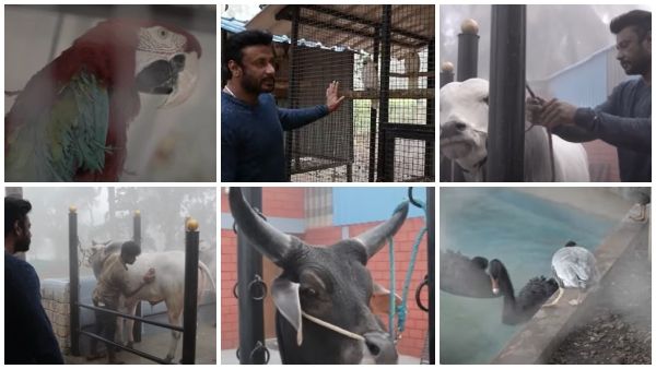 ತೂಗುದೀಪ ಫಾರ್ಮ್‌ಹೌಸ್‌ ಟೂರ್: ದರ್ಶನ್ ಮಿನಿ ಝೂಗೆ ಹೊಸದಾಗಿ ಬಂದ ಪ್ರಾಣಿ, ಪಕ್ಷಿಗಳು ಯಾವ್ಯಾವು?