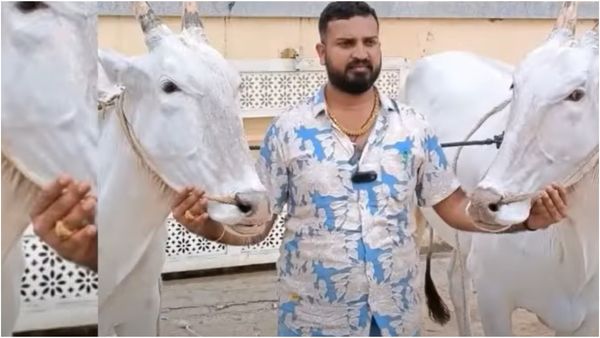 ಹಳ್ಳಿಕಾರ್ ತಳಿಗಳು ಎಷ್ಟು ಲಕ್ಷಕ್ಕೆ ಮಾರಾಟ ಆಗುತ್ತೆ? ಚಿಕ್ಕಮಗಳೂರಿನರೇ ಮುಂದು ಎಂದಿದ್ದೇಕೆ ವರ್ತೂರು ಸಂತೋಷ್?