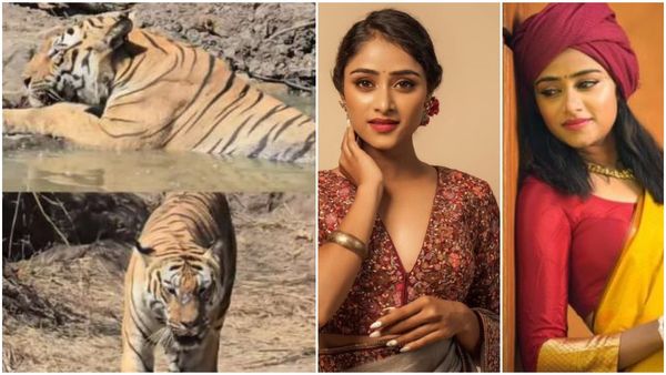 ನಮ್ಮ ಸಿಂಹಿಣಿಯನ್ನ ನೋಡಿ ಹುಲಿ ಕೂಡ ಓಡಿ ಹೋಗಬೇಕು ; ಸಂಗೀತಾ ವೈಲ್ಡ್ ಲೈಫ್ ಅಡ್ವೆಂಚರ್