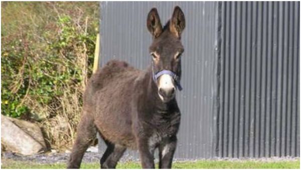 Bigg Boss: ಲಾಯರ್ ಜೊತೆ ಬಿಗ್‌ಬಾಸ್ ಮನೆಗೆ ಸ್ಪರ್ಧಿಯಾಗಿ ಪ್ರವೇಶ ಪಡೆದ ಕತ್ತೆ