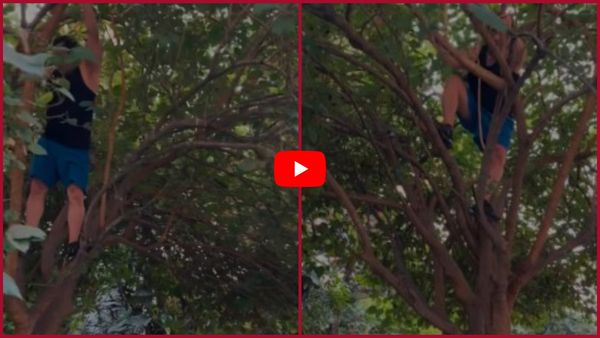 59 ವರ್ಷ ವಯಸ್ಸಿನಲ್ಲಿ ಚಕಚಕನೆ ಮರ ಏರಿ ಹಣ್ಣು ಕಿತ್ತ ಸೂಪರ್ ಸ್ಟಾರ್