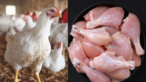 Chicken price hiked to 360 rs! Consumers shocked, do you know when it will decrease?