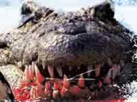 മുതലക്കഥയുമായി പ്രമോദ്പപ്പന്‍