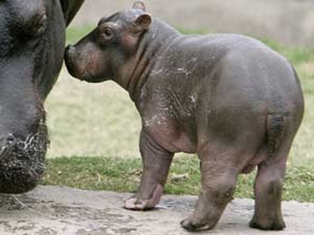 ഹിപ്പോപൊട്ടോമസിന് തൃഷയുടെ പേര്!