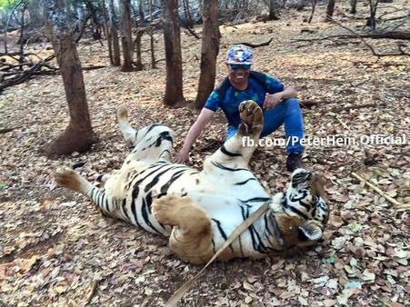 ഇതാണ് പുലിമുരുകനിലെ പുലി, ഫോട്ടോസ് കാണാം