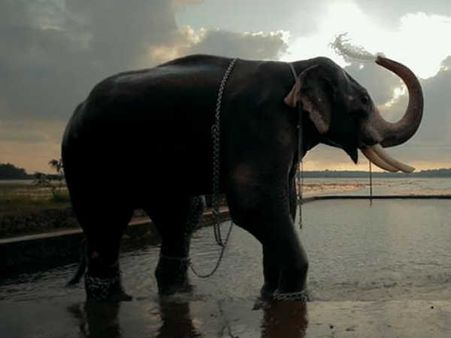 കാളിദാസൻ പൊളിച്ചു! എല്ലാ ആന പ്രേമികൾക്കും ചിറക്കൽ കാളിദാസന്റെ ഒരു തകർപ്പൻ വീഡിയോ ഗാനം..