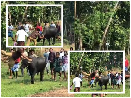 ' ദിതൊക്കെ എന്ത്'!! പോത്തിനെ ഓടിച്ചിട്ട് പിടിച്ച് ടൊവിനോ, കുപ്രസിദ്ധ പയ്യനിലെ ആക്ഷൻ രംഗം, കാണൂ