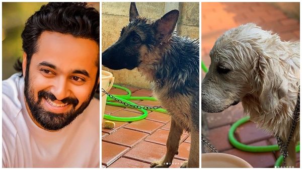 ഉണ്ണി മുകുന്ദന്റെ വീട്ടിലെ രണ്ട് പ്രിയപ്പെട്ട ബോയ്‌സ്! ഹാപ്പിയെയും ടോഫിയെയും പരിചയപ്പെടുത്തി താരം!