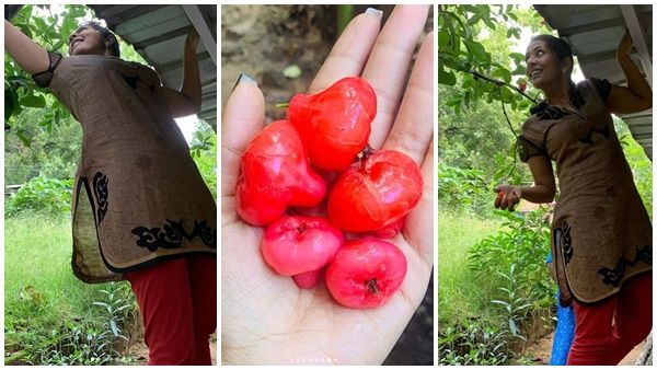 നവ്യ നായര്‍ ഇത്രയും സിംപിളാണോ? മതിലില്‍ ചവിട്ടി കയറി ചാമ്പക്ക പറയ്ക്കുന്ന നടിയുടെ ചിത്രങ്ങള്‍ വൈറല്‍