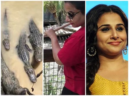 ചീങ്കണ്ണികൾക്കൊപ്പം വിദ്യാബാലൻ!! നടിയുടെ സാഹസികത കണ്ട് ഞെട്ടി പ്രേക്ഷകർ, വീഡിയോ വൈറൽ