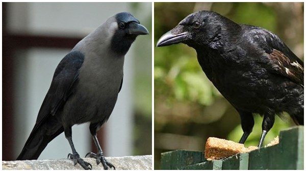 സൂപ്പര്‍ താരത്തിന്റെ സൗന്ദര്യ രഹസ്യം കാക്കയിറച്ചി! കറുത്ത കാക്കയെ തിന്ന നടന്റെ രസകരമായ കഥയിങ്ങനെ...