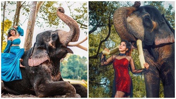 ആന പുറത്ത് കയറി നിന്ന് നടിയുടെ ഫോട്ടോഷൂട്ട്! വെള്ളം കോരി എറിഞ്ഞ് ആനയുടെ വികൃതിയും, വീഡിയോ