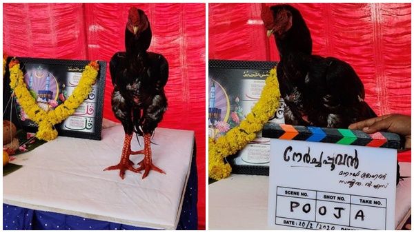 മലയാളത്തിൽ ആദ്യമായി പൂവൻകോഴി നായകനാകുന്നു; 'നേര്‍ച്ചപ്പൂവന്‍’